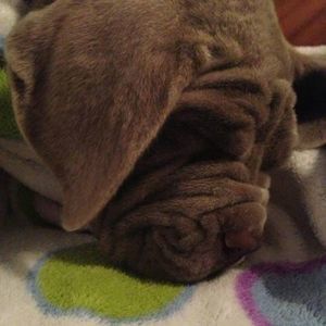 Meet your Posher, Ava